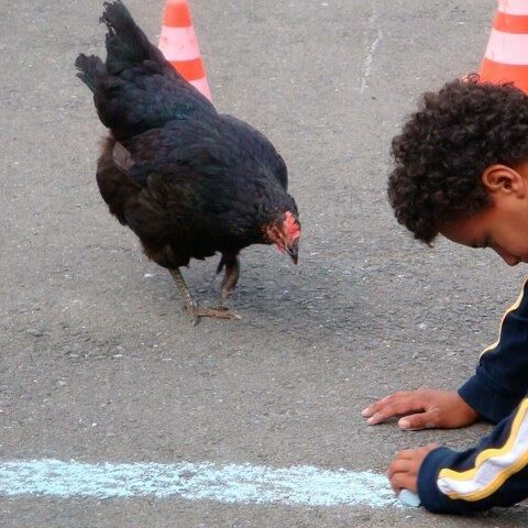 Monatsidee Juli: einfach Hühner zeichnen, Foto, ein am Malen interessiertes Huhn